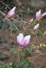 DSC_6142.thumb.JPG.f91d6ce6479dd45e656a382e98f42374.JPG