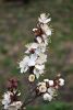 DSC_6147.thumb.JPG.0caa6da6e7fd1373de81137aef51e428.JPG