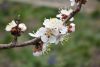 DSC_6149.thumb.JPG.25369cba65c473315ff3ca67e2916ff9.JPG