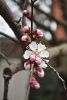 DSC_6150.thumb.JPG.76ad8d8d8573602e50d7364e84ff8707.JPG