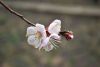DSC_6157.thumb.JPG.dd39bb6b14324069c454df19baa4f0b1.JPG