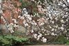 DSC_6162.thumb.JPG.0a98d7377f0b07b01c4199750b5f67e7.JPG