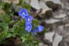 DSC_6181.thumb.JPG.785dcb50488cdd7b8f53f1414c6000e8.JPG