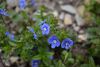 DSC_6182.thumb.JPG.23b7fc67e98cc968e02e2195af0fee73.JPG