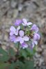 DSC_6185.thumb.JPG.af7736c36f19ccd391e39a579d72bfdb.JPG