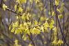 DSC_6186.thumb.JPG.b09f65693bc64799afc11cddbf0ac598.JPG