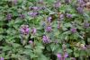 DSC_6261.thumb.JPG.73a442ab1d594385c46f6c77b85f8489.JPG