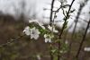 DSC_6263.thumb.JPG.0c473f46be715893efd2f46f9b61062f.JPG
