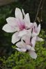 DSC_6310.thumb.JPG.46a2584a103f112e8be4af4edb6af0a3.JPG