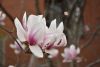 DSC_6313.thumb.JPG.c0b523055085314c8628bba8c2d0d287.JPG