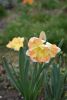 DSC_6315.thumb.JPG.e5f56761411ad04587e37d9046317f6e.JPG