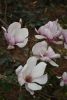 DSC_6319.thumb.JPG.307443e58397e4bef161a393dddcdbfd.JPG