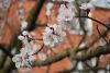 DSC_6322.thumb.JPG.c9ef62e79ec38bdc569c78da29c256ee.JPG