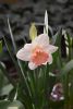 DSC_6324.thumb.JPG.d57b012e1857d1d4ecc56945be4c8a7e.JPG