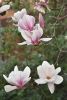DSC_6328.thumb.JPG.04f1772a7eeec637c1c2ec6661b990de.JPG