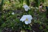 DSC_6367.thumb.JPG.eacc3c1b7e9545075b7a7267d5345397.JPG