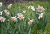 DSC_6369.thumb.JPG.4d5b388f8b7833472356d87ff0bfce6d.JPG