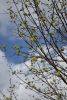 DSC_6382.thumb.JPG.e66ea09d9a6cb6e562f03edb341b13a8.JPG