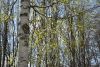 DSC_6385.thumb.JPG.f532df06f91bce3f2c9b1107c8ab7010.JPG