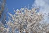 DSC_6394.thumb.JPG.b6c4115f0631c7fd3ebc546c1cf447e0.JPG