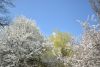 DSC_6396.thumb.JPG.3870f46c2dc89f4f6ba97c17ce070932.JPG