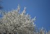 DSC_6398.thumb.JPG.3898eb05744bcac81b7efd9a3bf0a826.JPG