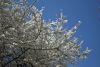 DSC_6399.thumb.JPG.62612d4461244fa0155ea4c584137d30.JPG