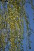 DSC_6402.thumb.JPG.cec013396a6752883d5acb77ab4999c2.JPG