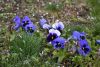 DSC_6428.thumb.JPG.aea09435df2ad54f16ea667eed5b0f5f.JPG
