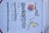 DSC_6443.thumb.JPG.f28cb20560a2ae8dc05fea0ebd5e268c.JPG?1649450997661