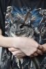 DSC_6481.thumb.JPG.65ae8c4f788eb3f84498351469943193.JPG