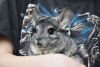 DSC_6487.thumb.JPG.d234e94b7ca95bc902430bd55ffa82e5.JPG
