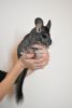 DSC_6492.thumb.JPG.057f4f4a300791a8c73bd42c0634c59b.JPG