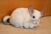 DSC_6498.thumb.JPG.ba8ee903da48e638d31a9be0ea9cee14.JPG