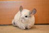 DSC_6501.thumb.JPG.e5188dba41cbe08217fc8bd12cccc33a.JPG