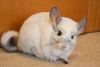DSC_6504.thumb.JPG.99b0dc708ea2cfabd28300c098dd7ad1.JPG