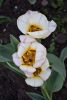 DSC_6516.thumb.JPG.27ffe7dd69a810cee800deaa6abfce82.JPG