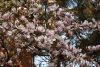 DSC_6519.thumb.JPG.a11a98494e0ed7c6ca0ad8d01499fe48.JPG