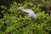 DSC_6521.thumb.JPG.f0408acd7d0d83f421c1aa98f348ed9e.JPG