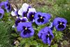 DSC_6523.thumb.JPG.7eabde3a399611e98b1ea24d35e83ff4.JPG