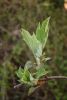 DSC_6524.thumb.JPG.e09f94986a93e3611fb6b6e14bda4f55.JPG