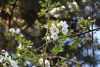 DSC_6525.thumb.JPG.4cb57e5670659a29484b9a99e4376850.JPG