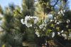 DSC_6528.thumb.JPG.c25a12b6eb0608e7028fe980c87142f2.JPG