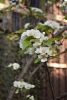 DSC_6529.thumb.JPG.333b82c456e8675ce70140c924a024f6.JPG
