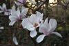 DSC_6533.thumb.JPG.9f4762b02b4536730766679b3d02abda.JPG