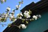 DSC_6534.thumb.JPG.fdbbf4a839e9ef2512750e961d07b170.JPG