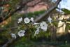 DSC_6535.thumb.JPG.f934d57b628500db866dff982feb63b2.JPG