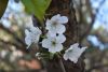 DSC_6536.thumb.JPG.f8162c5c9c687baf1d1e6e5d6533ae4d.JPG