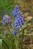 DSC_6542.thumb.JPG.6d6ae70a97773e851e65d46ac47e18e6.JPG