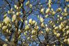 DSC_6545.thumb.JPG.6af9111c9c0298d9a225375ffa5b50ee.JPG